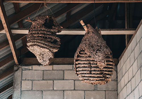Wasp Nests Removal